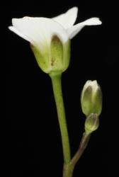 Cardamine megalantha. Side view of flower.
 Image: P.B. Heenan © Landcare Research 2019 CC BY 3.0 NZ